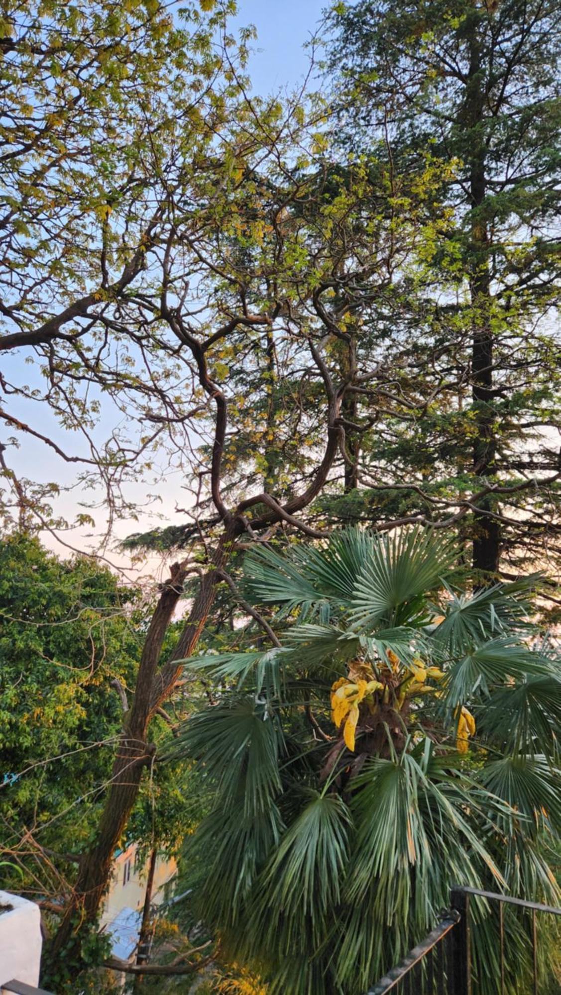 Glen View Heritage Homestay شيملا المظهر الخارجي الصورة